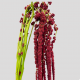 Flowers Amaranthus Red (10 St bunch)