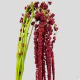 Flowers Amaranthus Red (10 St bunch)