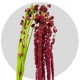 Flowers Amaranthus Red