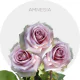 Lavender Amnesia Roses 40-60 cm