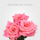 Coral Amsterdam Roses 40 cm (25 St bunch)