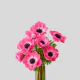 Flowers Anemone Pink