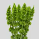 Greenery Ruscus (10 St bunch)