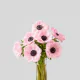 Flowers Anemone Pink