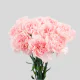 Flowers Carnations Yellow (25 St bunch)