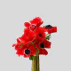 Flowers Anemone (10 St bunch)
