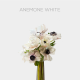 Flowers Anemona White 