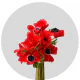 Flowers Anemone Red (250 St)