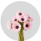 Anemone Light Pink (250 St)