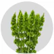 Box Greenery Bells of Ireland (400 Stems)