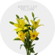 Box Flowers Asiatic Lily Yellow (30 St)