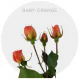 Box Spray Orange Babe 40-60 cm (100 St)