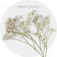 Box Baby Breath Xlence (250 St)