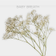 Flowers Baby Breath Xlence (10 St bunch)