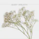 Flowers Baby Breath Xlence (10 St bunch)