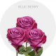 Box Blue Berry 40 cm (125 St)