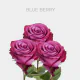 Lavender Blue Berry 40 cm (25 St bunch)