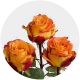Orange Silantoi Roses 40-60 cm
