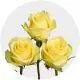 Box Yellow Stardust Roses 50 cm (100 St)