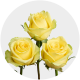 Box Yellow Stardust Roses 60 cm (100 St)