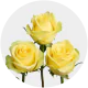 Box Yellow Stardust Roses 60 cm (100 St)
