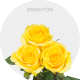 Yellow Brighton Roses 50-70 cm