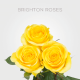 Yellow Brighton Roses 60 cm (25 St bunch)