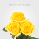 Yellow Brighton Roses 70 cm (175 St)