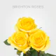 Box Yellow Brighton Roses 50 cm (100 St)