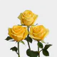Yellow Bumblebee 60 cm (25 St bunch)