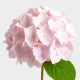 Flowers Baby Pink Hydrangea (1 St bunch)