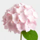 Flowers Baby Pink Hydrangea (5 St bunch)