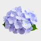 Flowers Lavender Hydrangea (1 St bunch)