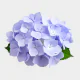 Flowers Lavender Hydrangea (5 St bunch)