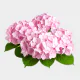 Flowers Pink Hydrangea (5 St bunch)