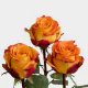 Orange Silantoi 60 cm (25 st bunch)