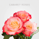 Cabaret Red / White  Roses 40 cm (25 St bunch)