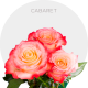Bicolor Cabaret Roses 40-60 cm