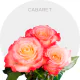 Cabaret Bicolor Roses 40-60 cm