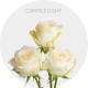 Cream Candlelight Roses 50-60 cm