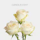 Cream Candlelight Roses 50 cm (25 St bunch)