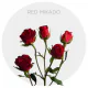 Box Spray Red Mikado 40 cm (100 St)