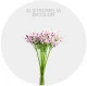 Flowers Alstroemeria Bicolor Lavender/White