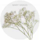 Flowers Baby Breath Xlence