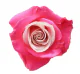 Flowers Cherry Love 50 cm (100 St)