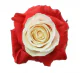 Box Tinted Cherry Love 50 cm (100 St)