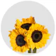 Sunflower Select