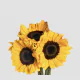 Sunflower Vincent Select 70 cm (5 St bunch)