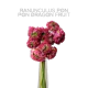 Ranunculus Hot Pink Pon Pon Dragon 35cm (10 St bunch)