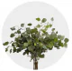 Eucalyptus Silver Dollar (150 St)
